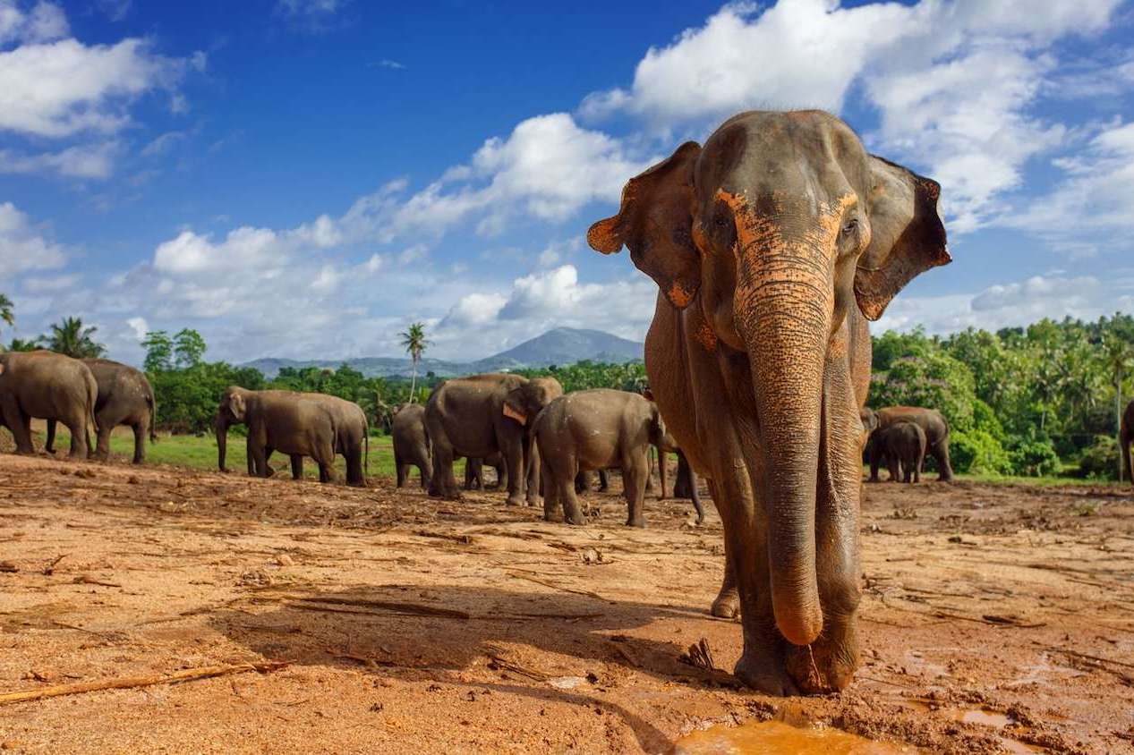 Слоны на Шри-Ланка
