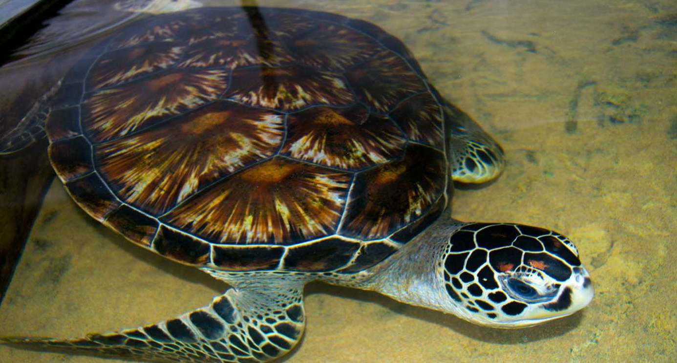 Черепаха в Хабарадува 