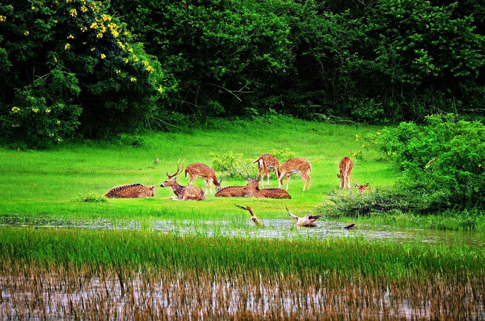 Государственный парк «Яла» в Шри-Ланка