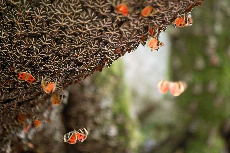 Долина бабочек, Родос, 1