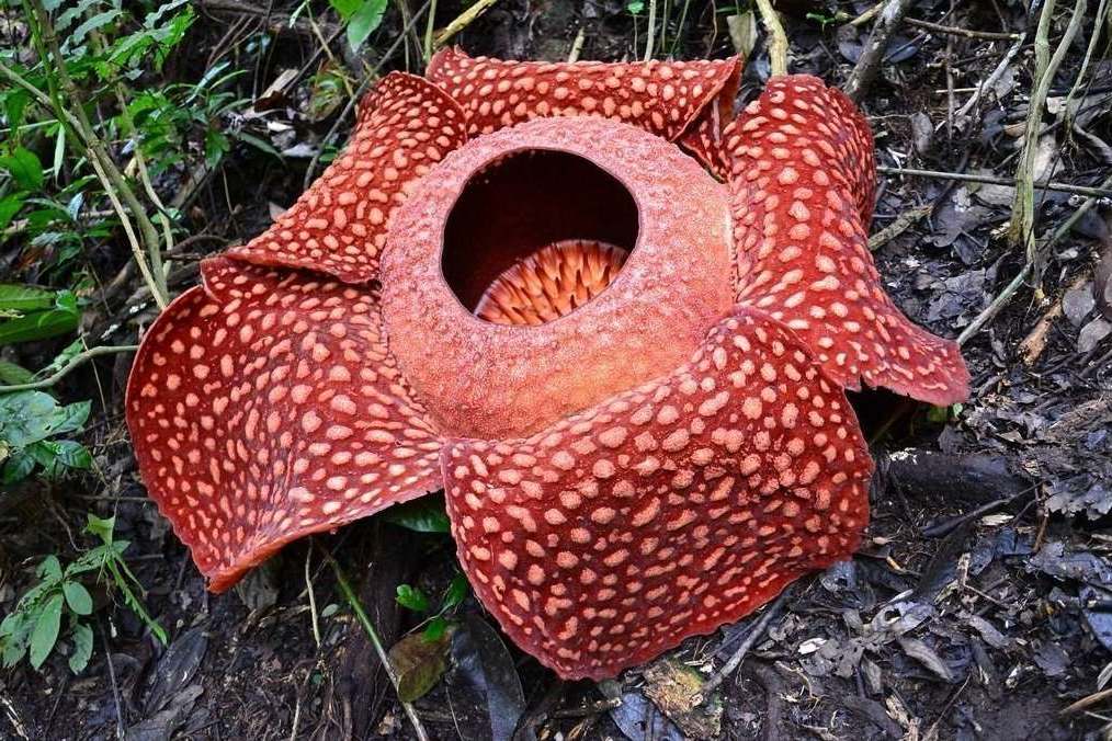 Раффлезия - самый большой цветок на Суматре, Индонезия, 2