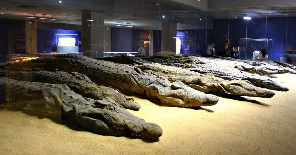 Музей крокодилов в Египте 2