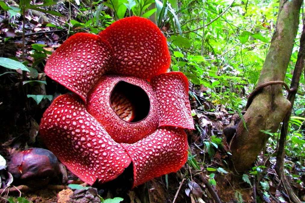 Раффлезия - самый большой цветок на Суматре, Индонезия, 1