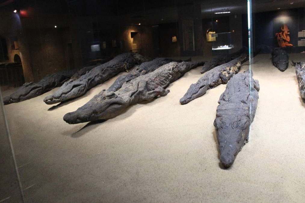 Музей крокодилов в Египте