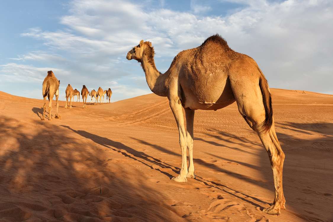 Одногорбые верблюды в пустыне Сахара