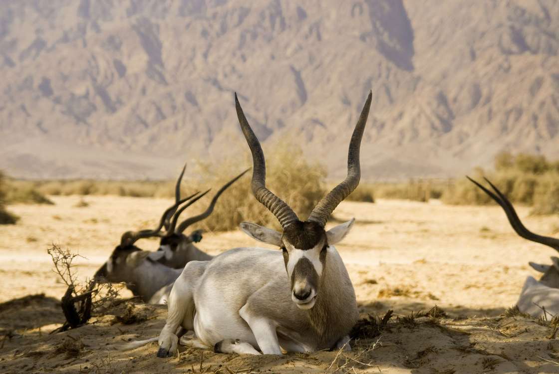Антилопы Аддакс лежат в тени в пустыне Сахара