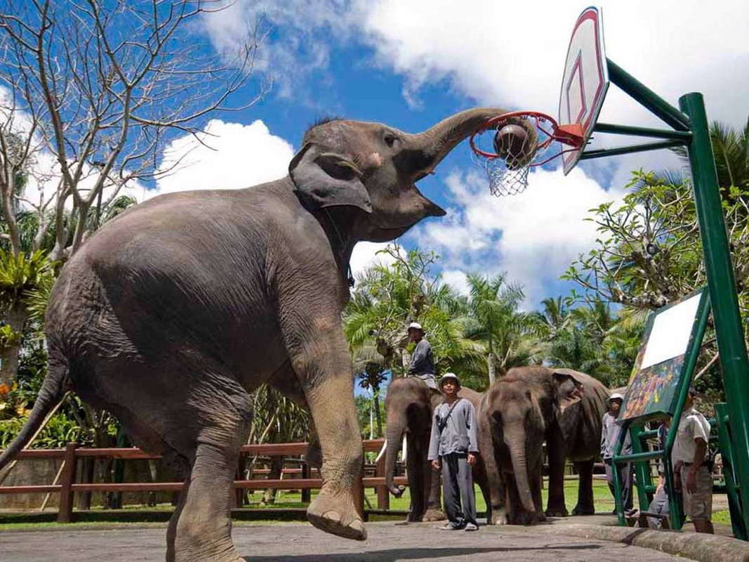 Парк слонов на Бали. Слон играет в баскетбол.