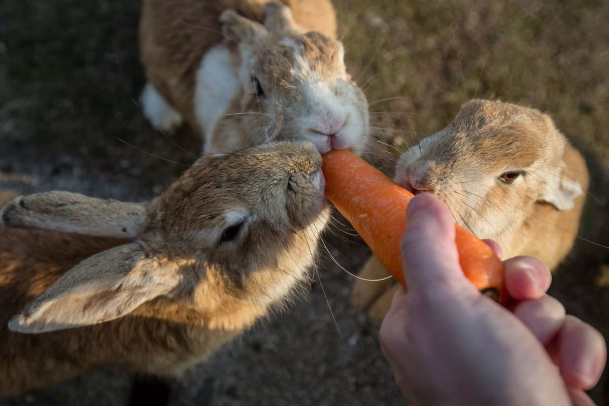 Кролики едят морковь на острове
