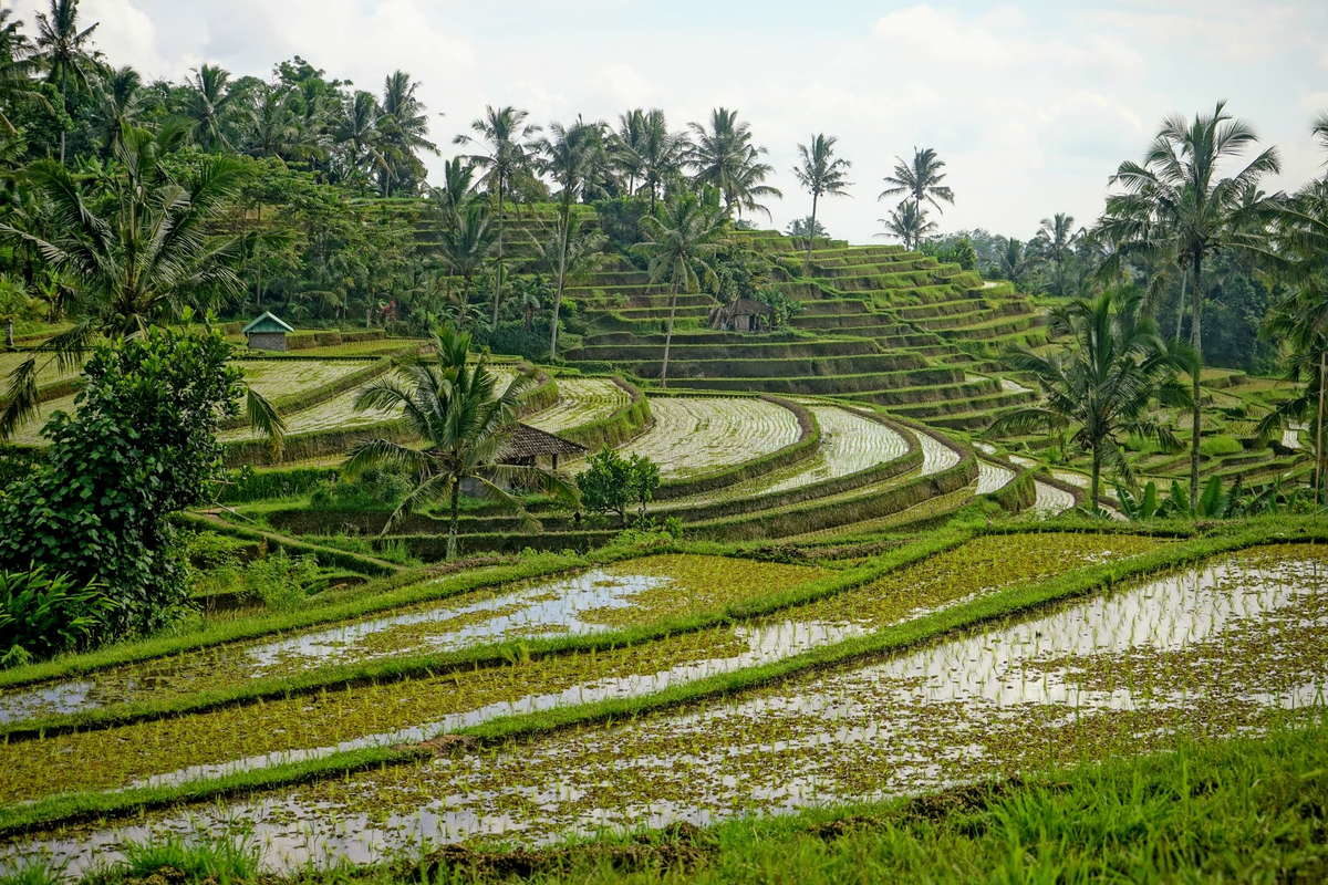 Рисовые террасы джатилуви (jatiluwih) на Бали, 1