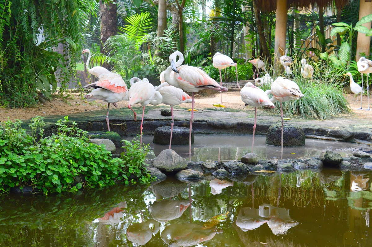 Парк рептилий и птиц на Бали Bali Bird Park