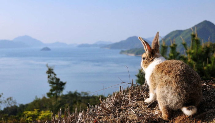 Остров Окуносима или Кроличий рай в Японии