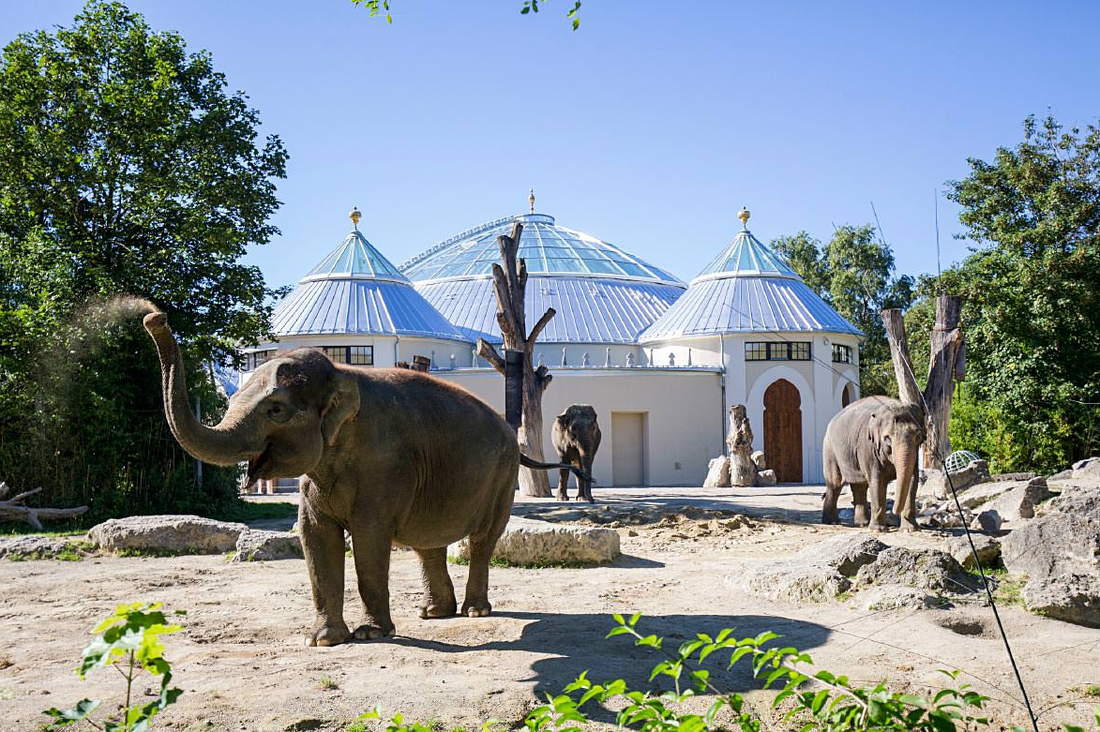 Слоны в зоопарке Хеллабрунн в Мюнхене