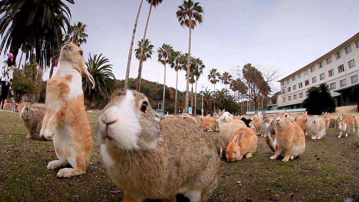 Кролики на острове Японии Окуносима