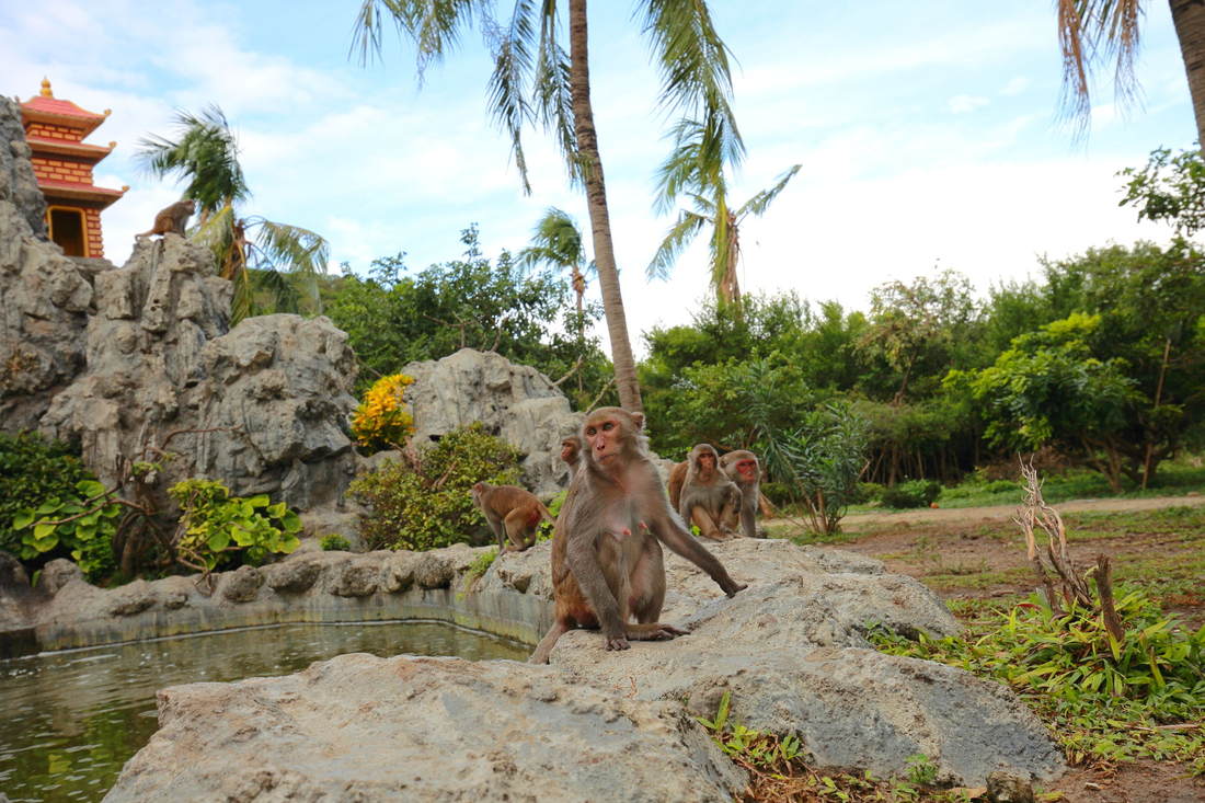 Обезьяны сидят на камнях на Острове обезьян во Вьетнаме