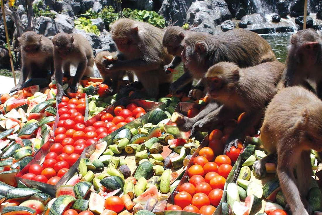 Обезьяны едят овощи и фрукты на Острове обезьян, Вьетнам, Нячанга