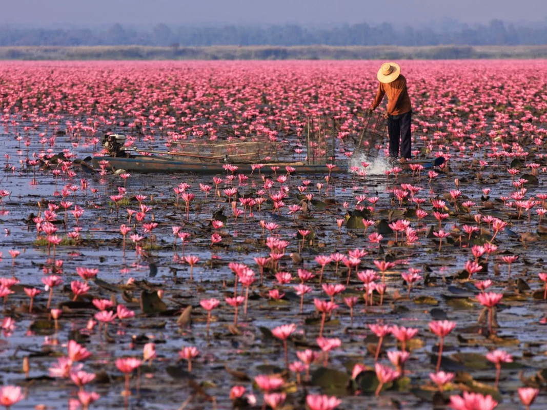 Озеро Лотосов на юго-востоке Вьетнама в провинции Биньтхуан, 3