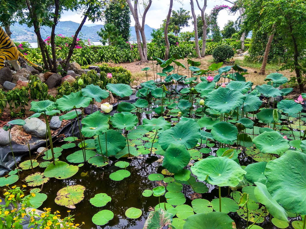Озеро Лотосов на юго-востоке Вьетнама в провинции Биньтхуан, 4