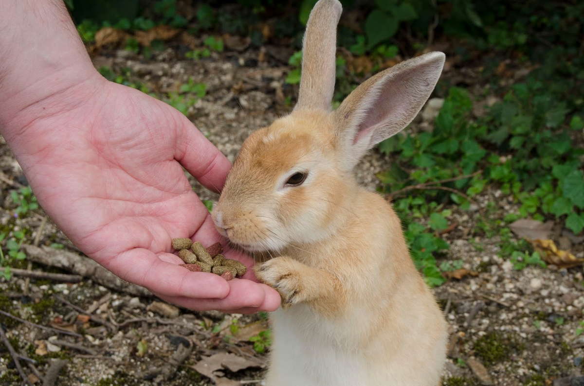 Кролик ест корм из рук на острове