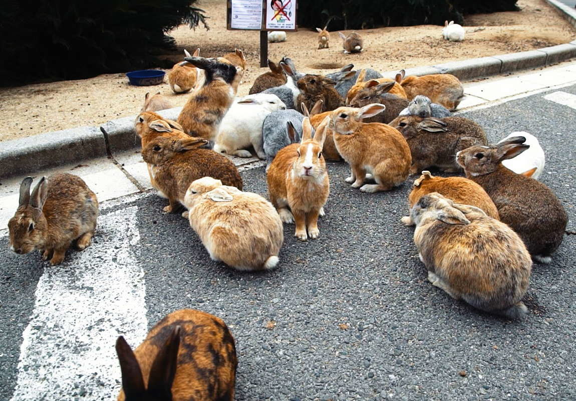 Кролики на дороге на острове Японии