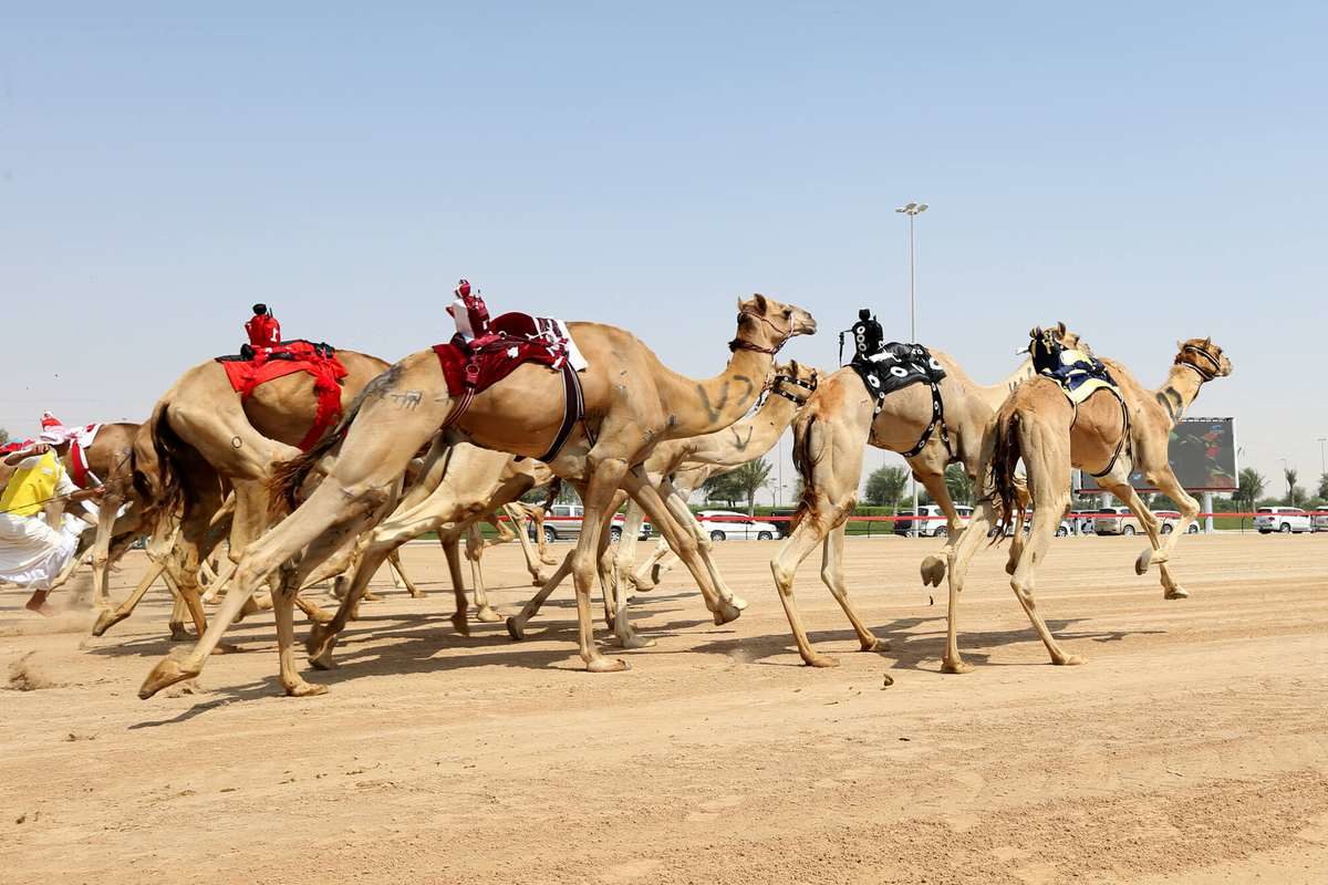 Гонка верблюдов на трассе Al Marmoom Camel Racetrack, Дубаи