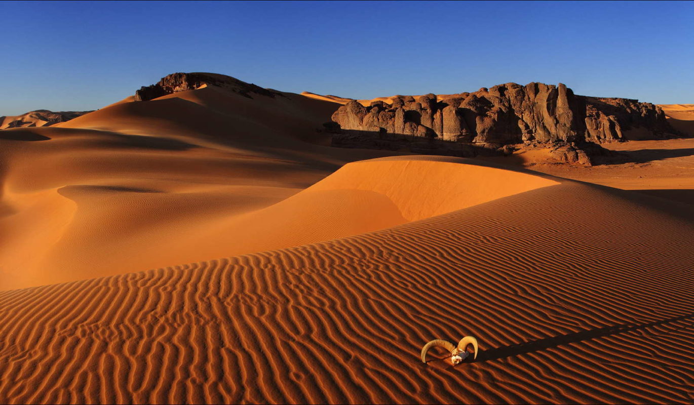 Рога на бархане в пустыне Сахара Африки