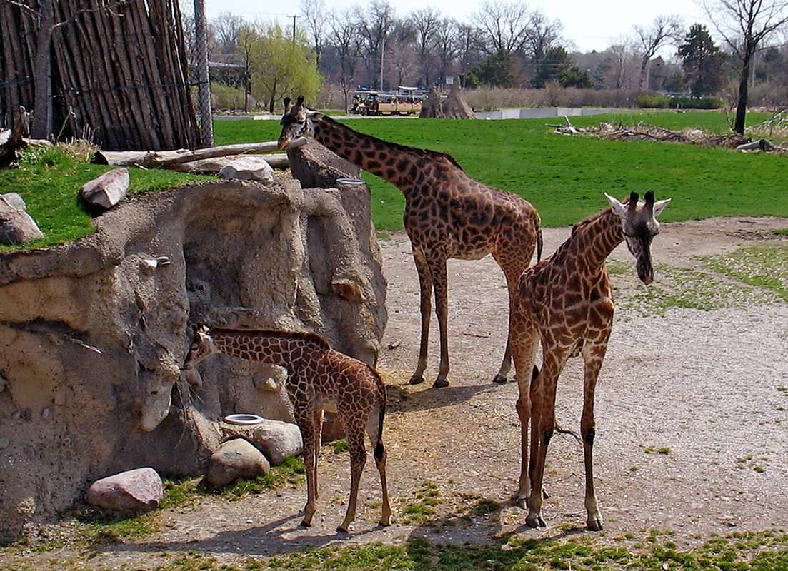 Жирафы в Дублинском зоопарке