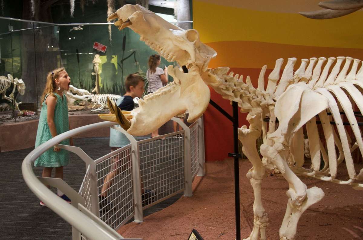Музей скелетов в Орландо