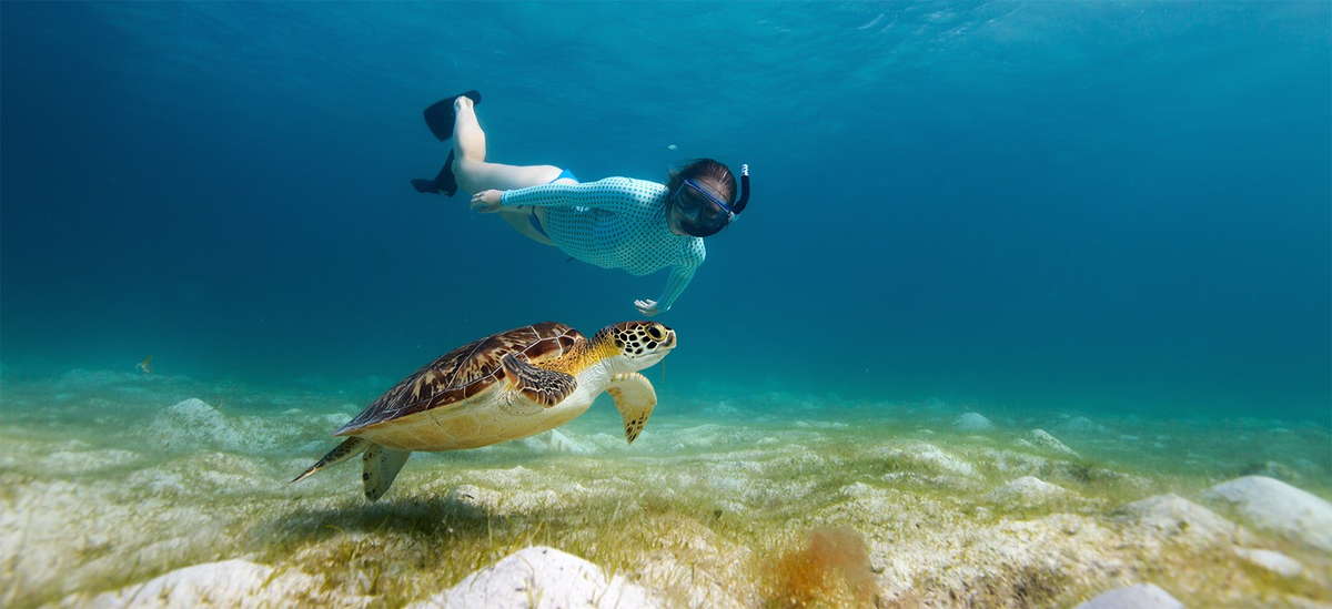Подводное плавание с черепахой на Мнемба