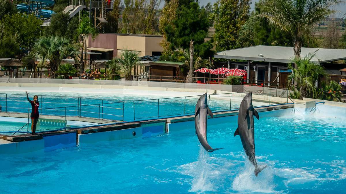 Дельфины выпрыгивают из воды в аквапарке Zoomarine в Риме, Италия, 3