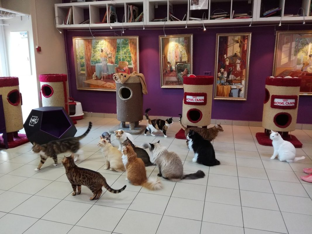 Кафе "Республика кошек"