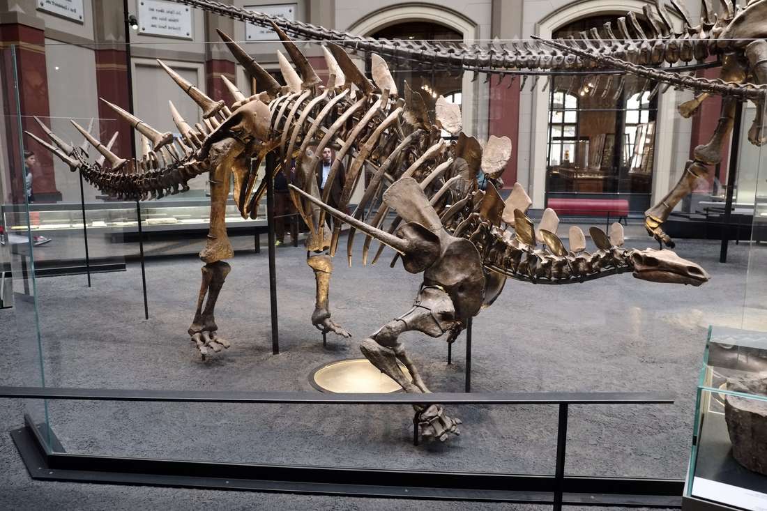 кентрозавр скелет в музее Naturkundemuseum Берлин