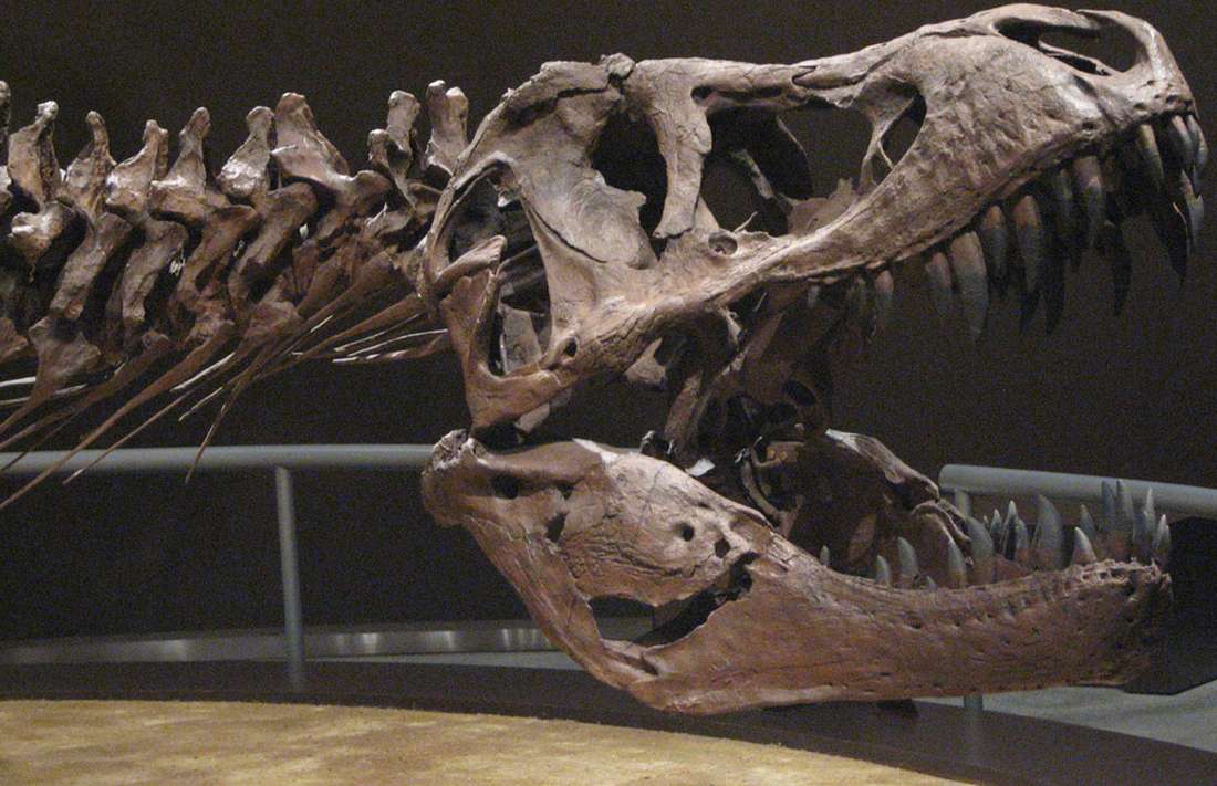 череп динозавров тарнозавров Музей юрского периода Астурии
