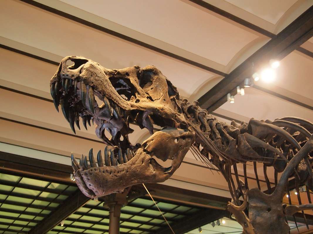 Королевский бельгийский институт естественных наук Брюссель тираннозавр