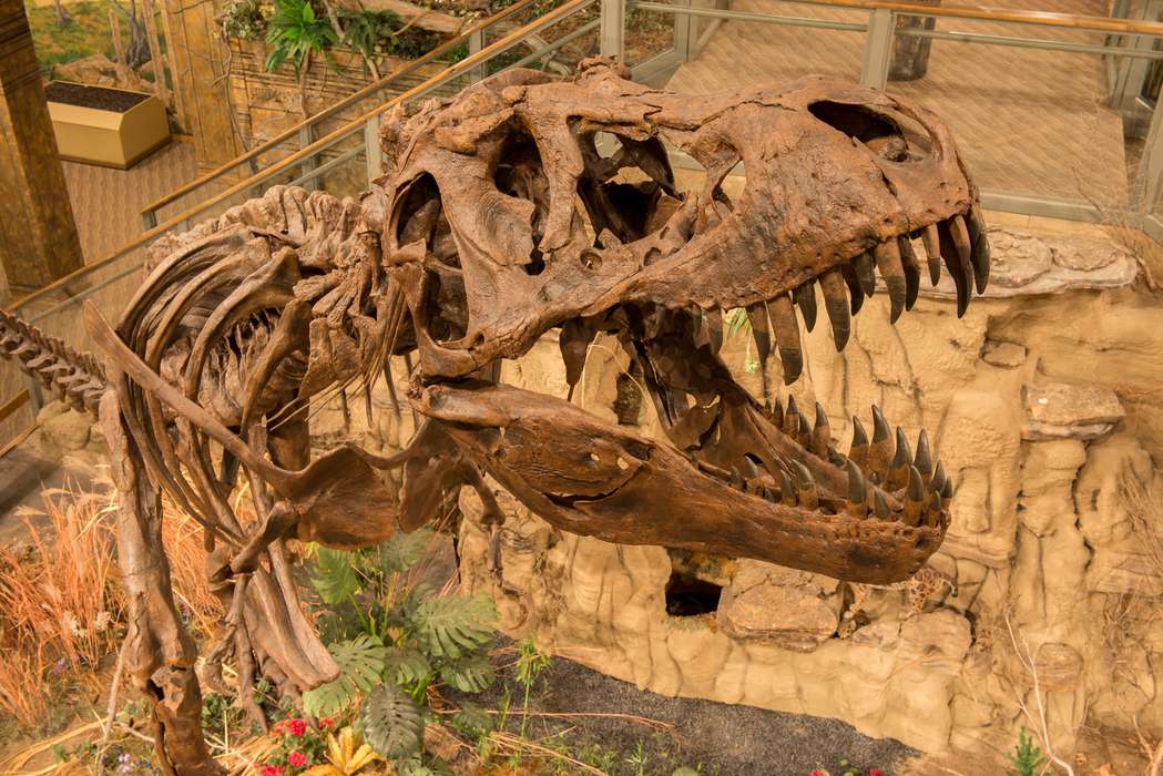 Окаменелости скелеты динозавров