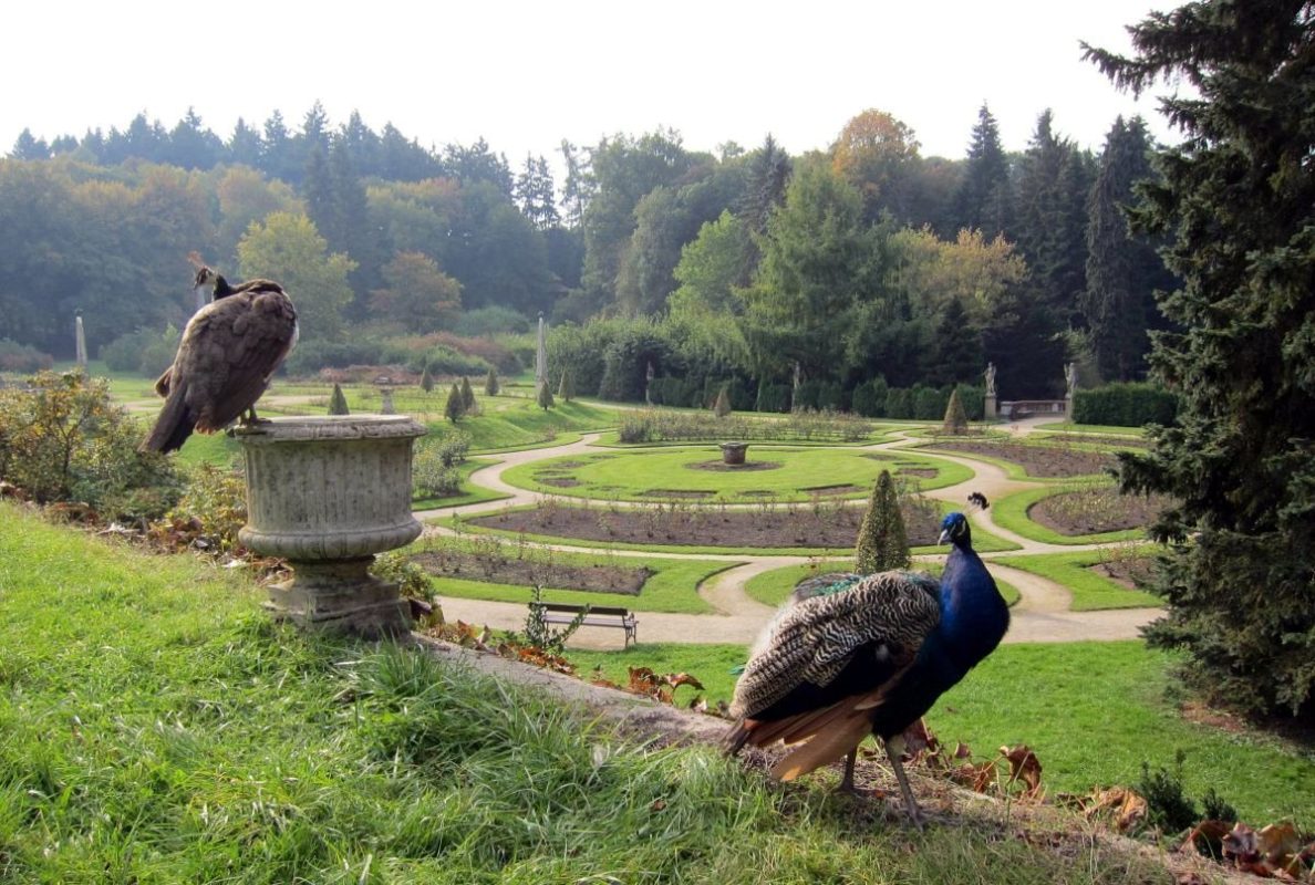 Павлины в парке замка Конопиште в Чехии