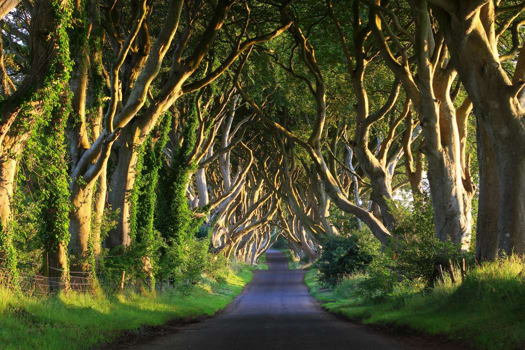 Темная буковая аллея изгородь Северная Ирландия