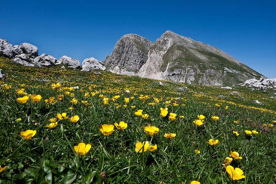 Национальный парк Абруццо Италия цветы 1