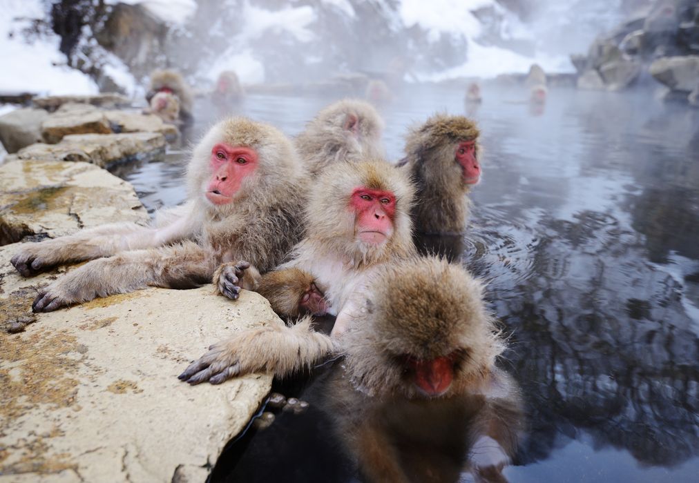 джигокудани парк снежных обезьян япония