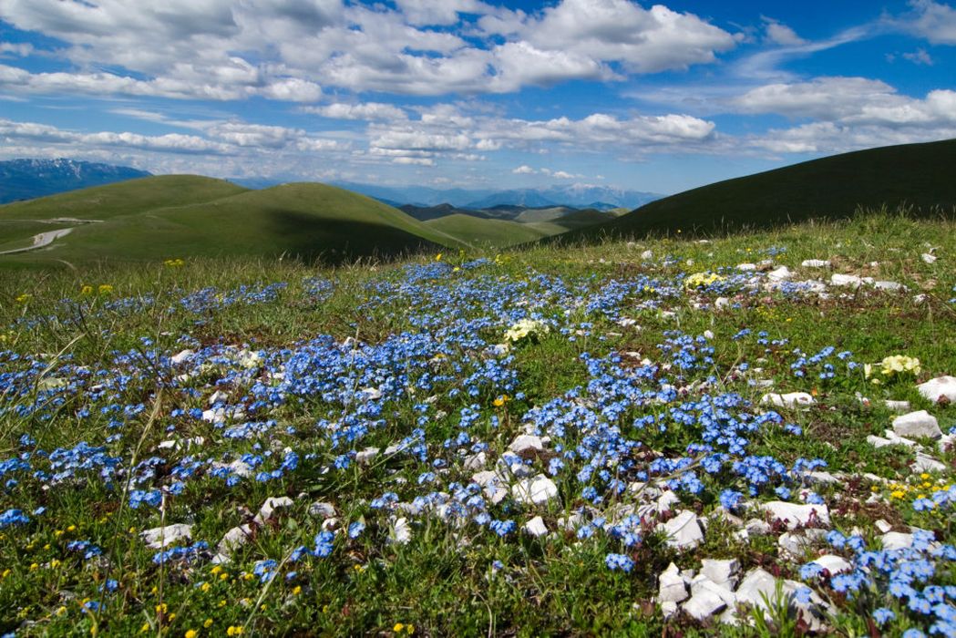 Национальный парк Абруццо Италия цветы 2