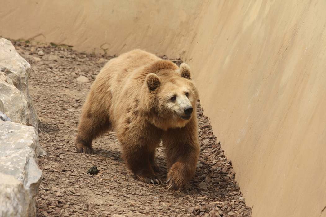 Национальный парк Абруццо бурый медведь Италия