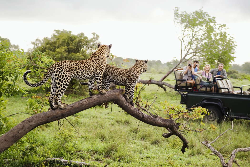Сафари в Национальном парке Крюгера Южная Африка леопарды