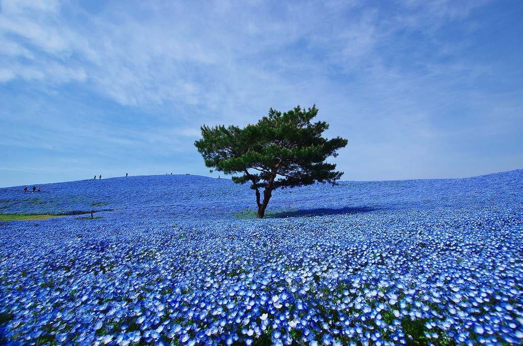 Национальный Приморский парк Хитачи Япония