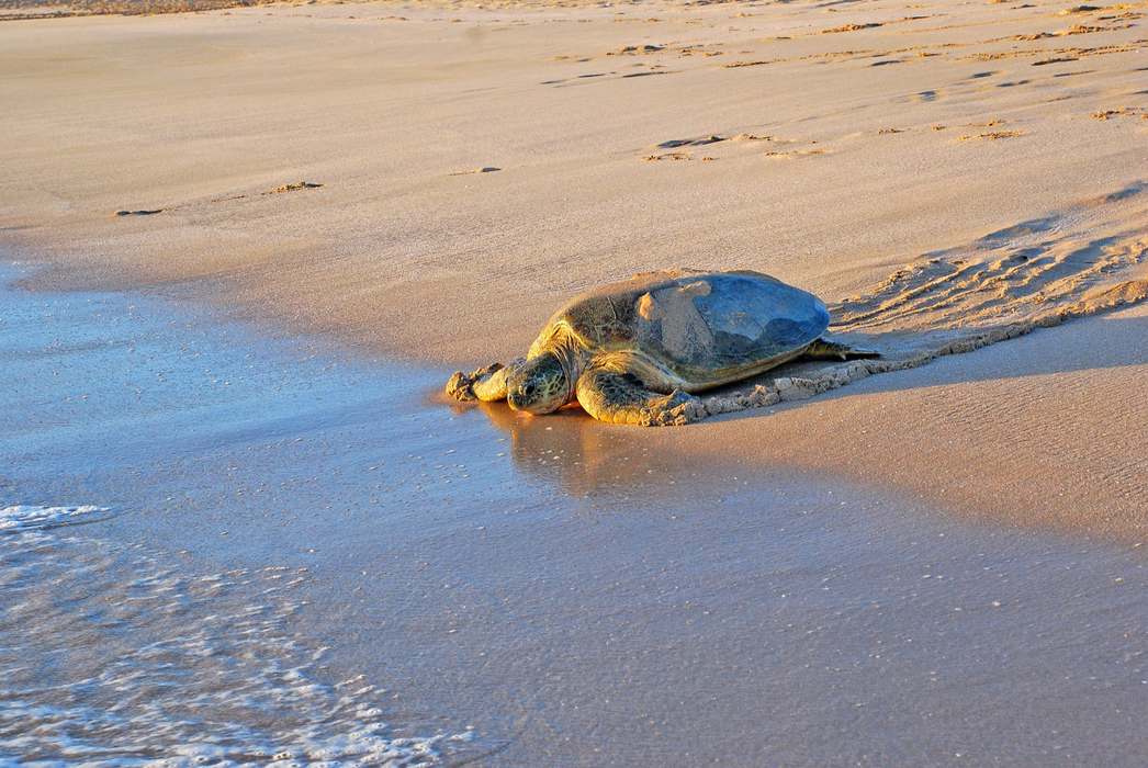 черепахи в оманском заливе Рас-Аль-Джинз
