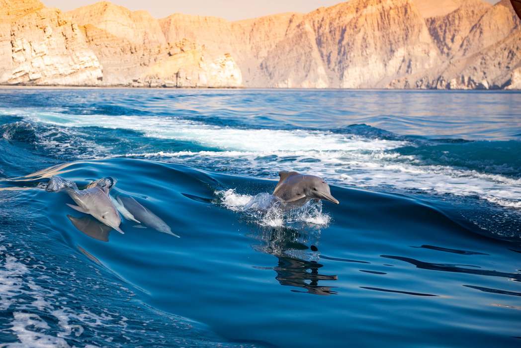 Оман дельфины в море