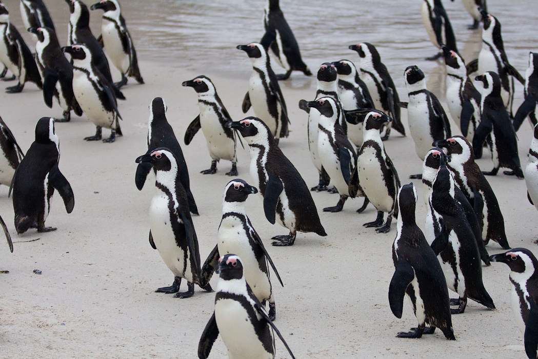 африканские пингвины Беттис Бэй
