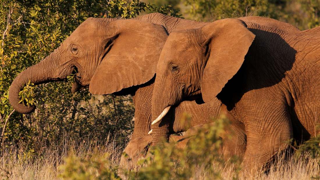 африканские слоны картинки Национальный парк Крюгера