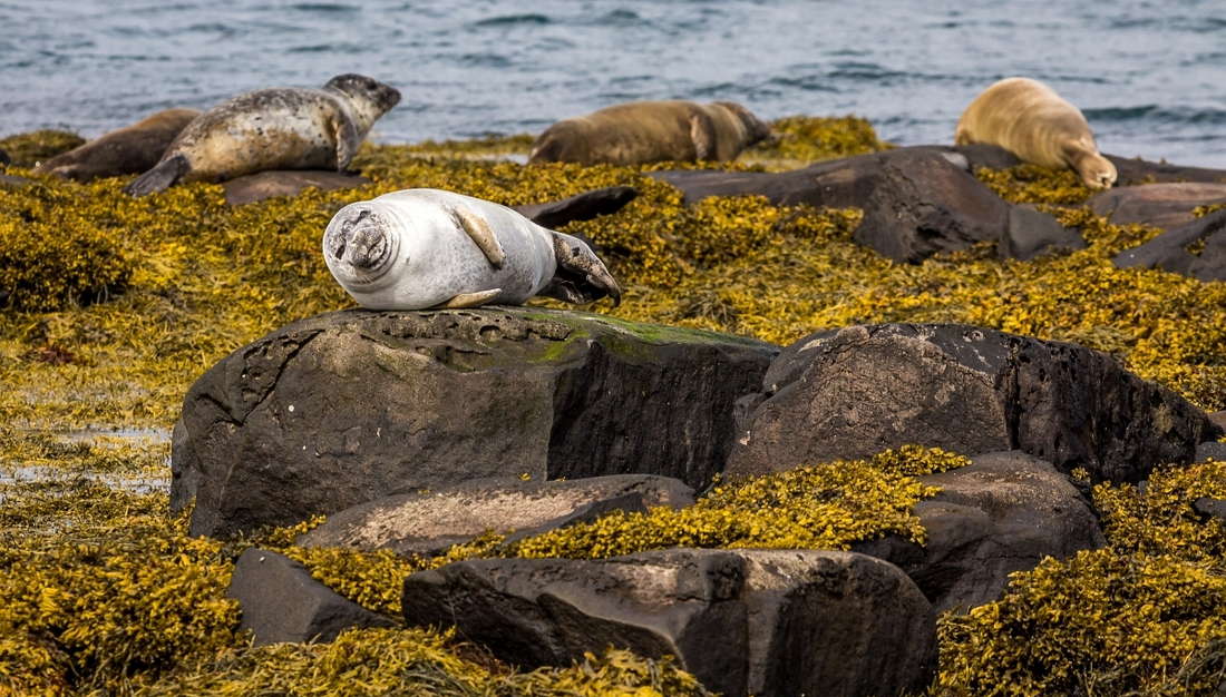 Исландия тюлени на камнях