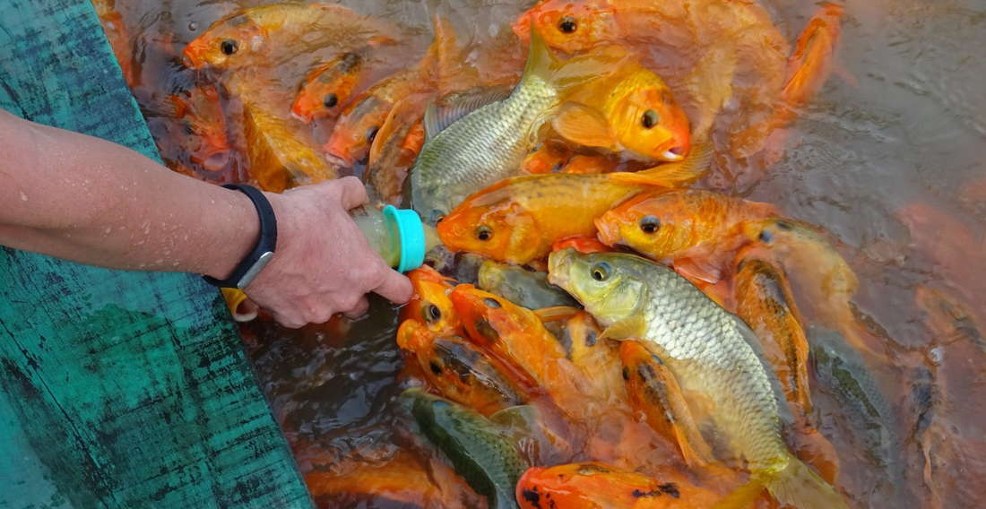 кормление рыбок из бутылочки золотистые карпы янг бей