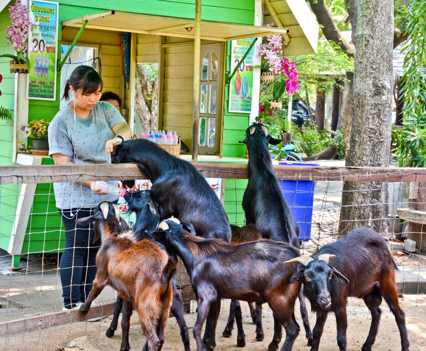 Мини-зоопарк Вита Гарден Вьетнам Бангкок