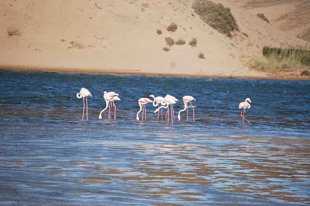 Фламинго в национальном парке сус-масса марокко